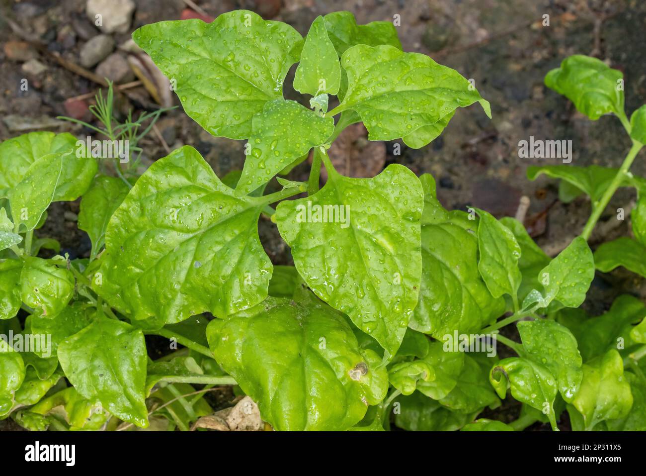 Warrigal Greens or New Zealand Spinich Stock Photo