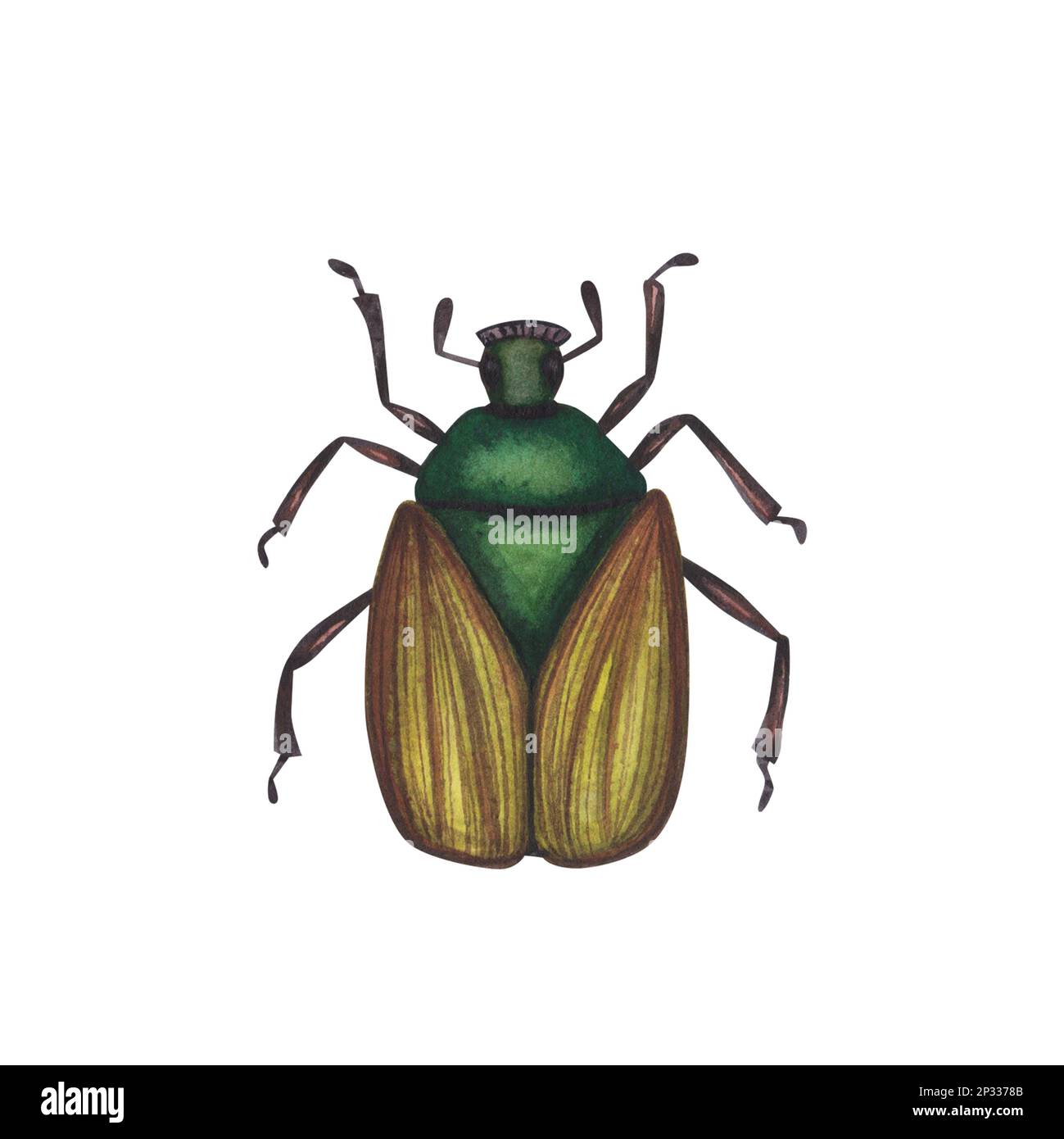 Realistic beetles insect isolated on white background. Watercolor hand drawn cetonia Chafer bug coleoptera llustration for design banner, poster. Stock Photo