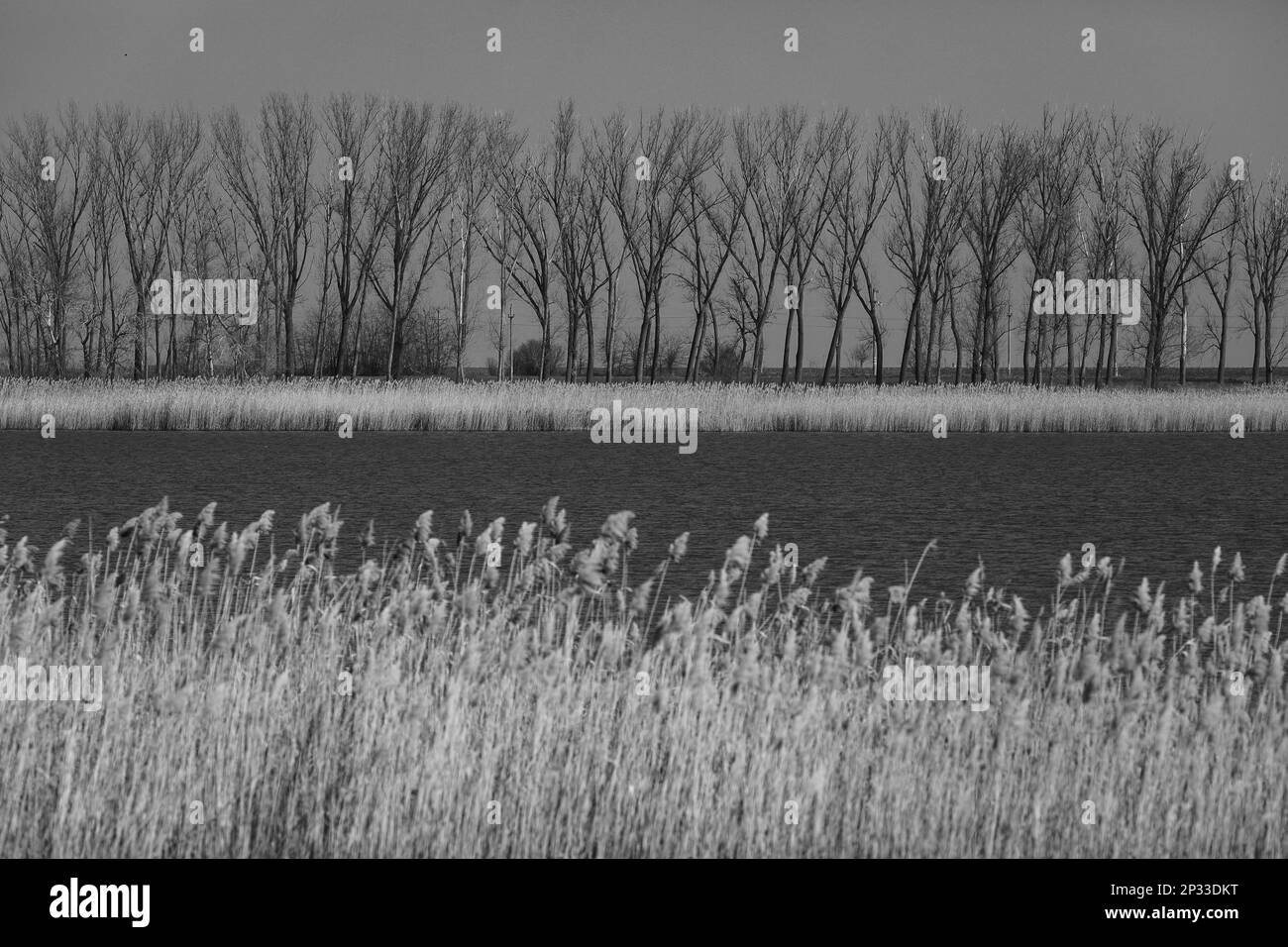 Black and white early spring landscape with trees in the background, river in the middle and dry reeds in the foreground. Stock Photo