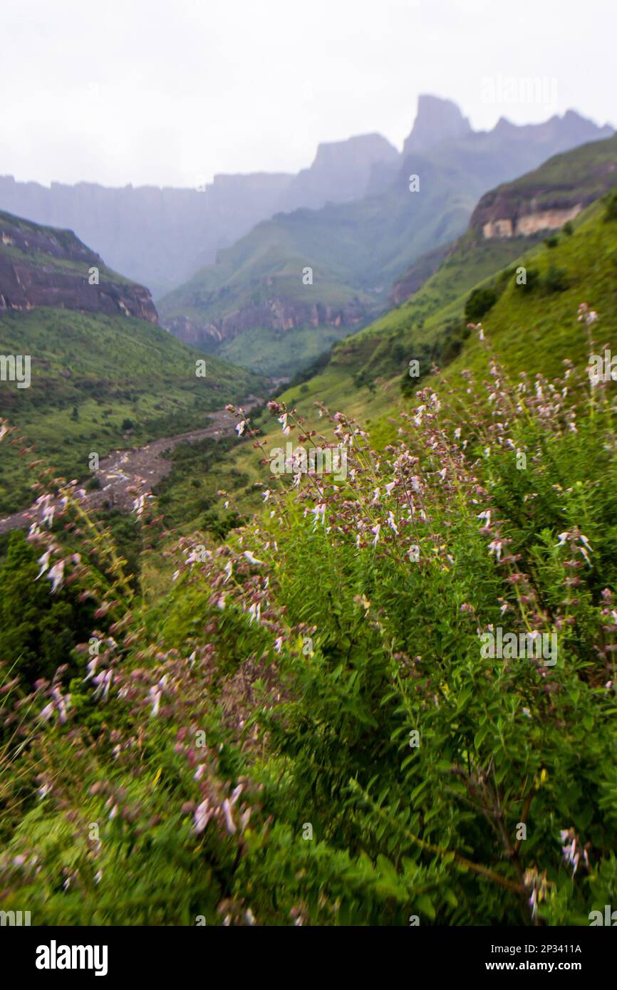 A meadow of wildflowers, with the majestic cliffs of the Amphitheater in the Drakensberg of South Africa rising in the background. Stock Photo