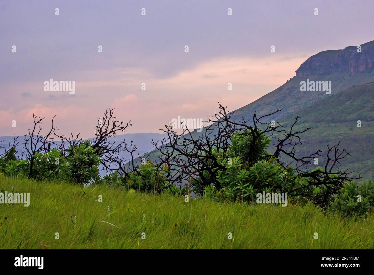 Sunset in the Drakensberg Mountains, with the burnt-out branches and new growth of a common protea, Protea caffra, in the foreground Stock Photo