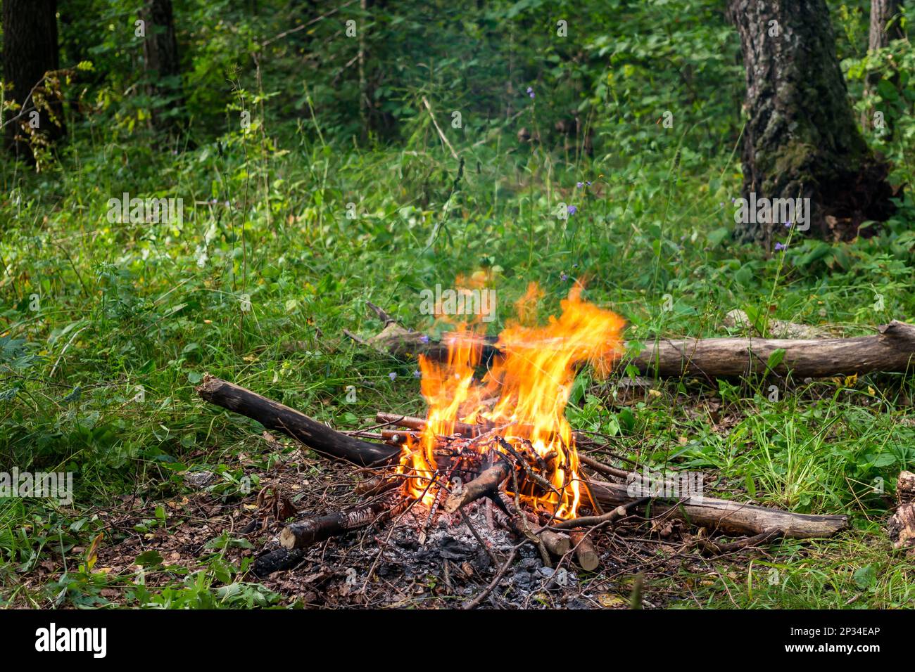 Flame in the forest hi-res stock photography and images - Alamy