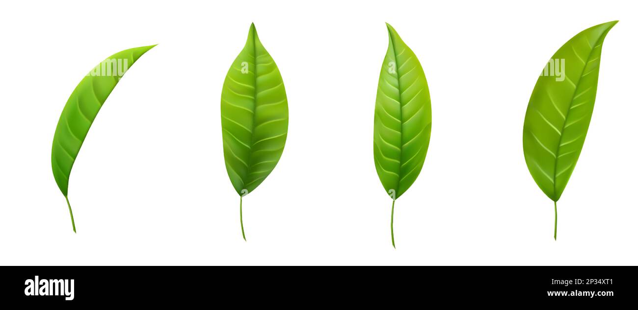 Set of realistic green tea leaves Stock Vector Image & Art - Alamy