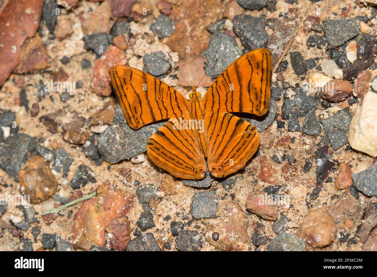 Indomalaya butterfly (Chersonesia intermedia), Phu Chong Na Yoi National Park, Na Chaluai, Ubon Ratchathani District, Isaan, Thailand Stock Photo