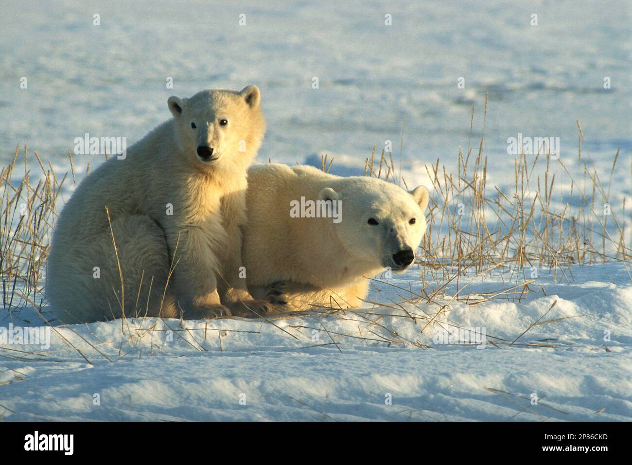 Polar bear (Ursus maritimus), mother resting with a cub, Churchill, Hudson Bay, Canada Stock Photo