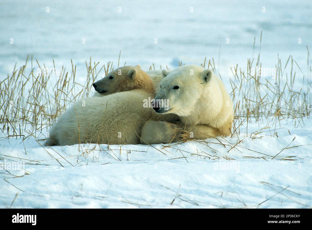 Polar bear (Ursus maritimus), mother resting with cub, Churchill, Hudson Bay, Canada Stock Photo