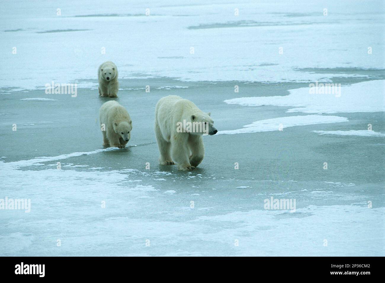 Polar bear (Ursus maritimus), mother with two cubs walking across frozen Hudson Bay, Churchill, Canada Stock Photo
