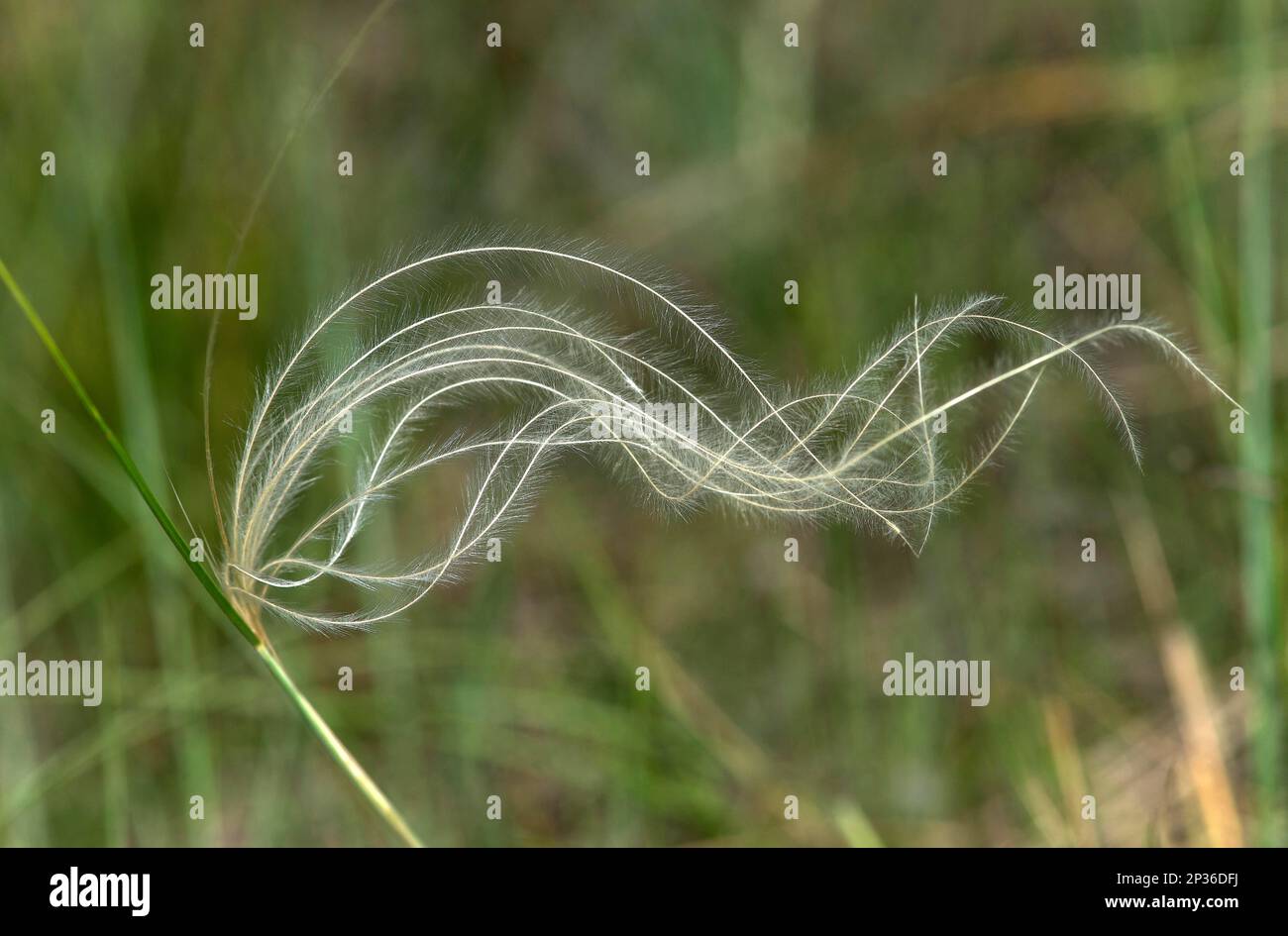 Feathery awns of common feather grass (Stipa pennata), inner alpine rocky steppe in the Pfyn-Finges nature reserve, Valais, Switzerland Stock Photo