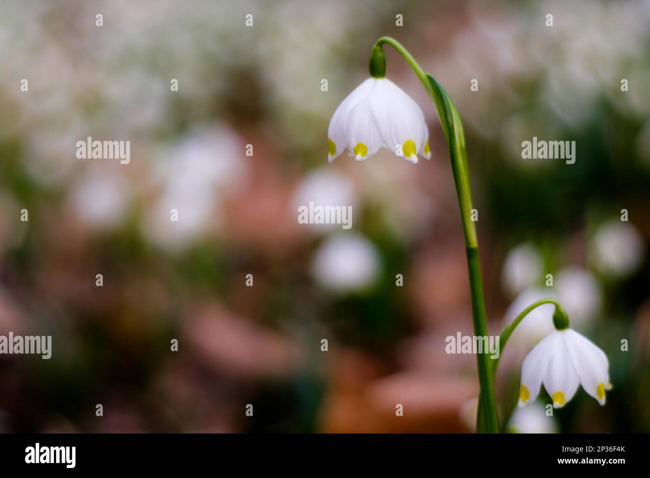 Harbinger of Spring Marjoram Stock Photo - Alamy