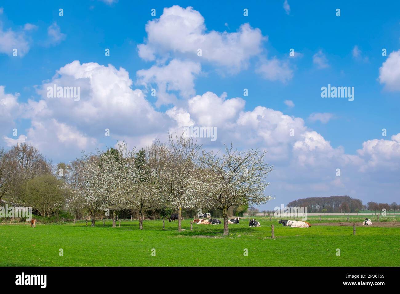 Spring in the Muensterland Stock Photo