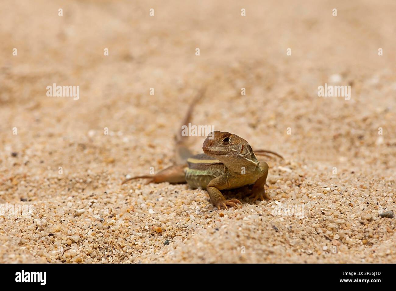 Common butterfly lizard (Leiolepis belliana), Hong Ong Island, Vietnam Stock Photo