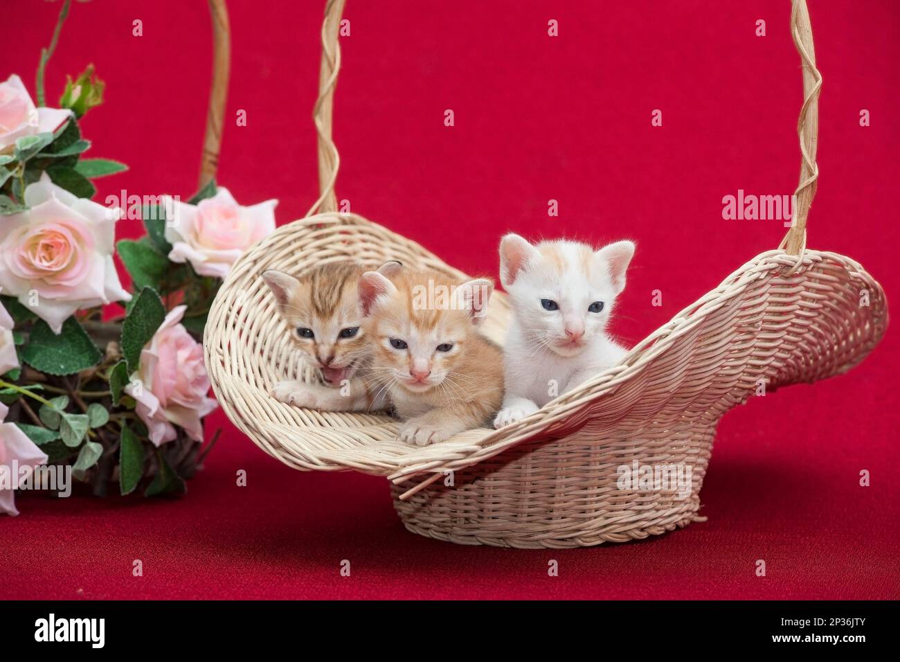 House cats, kittens Stock Photo Alamy