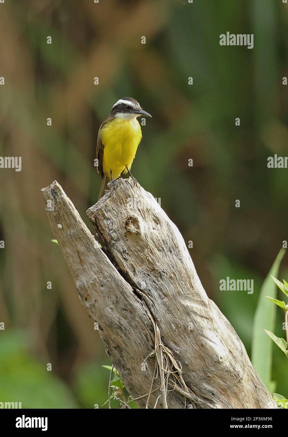 Philohydor lictor panamensis hires stock photography and images Alamy