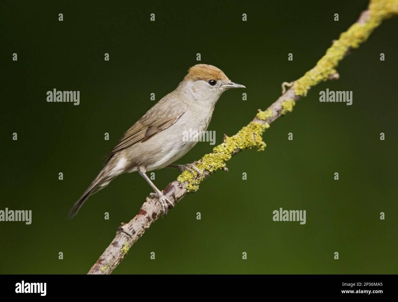 Blackcap, blackcaps (Sylvia atricapilla), Songbirds, Animals, Birds ...