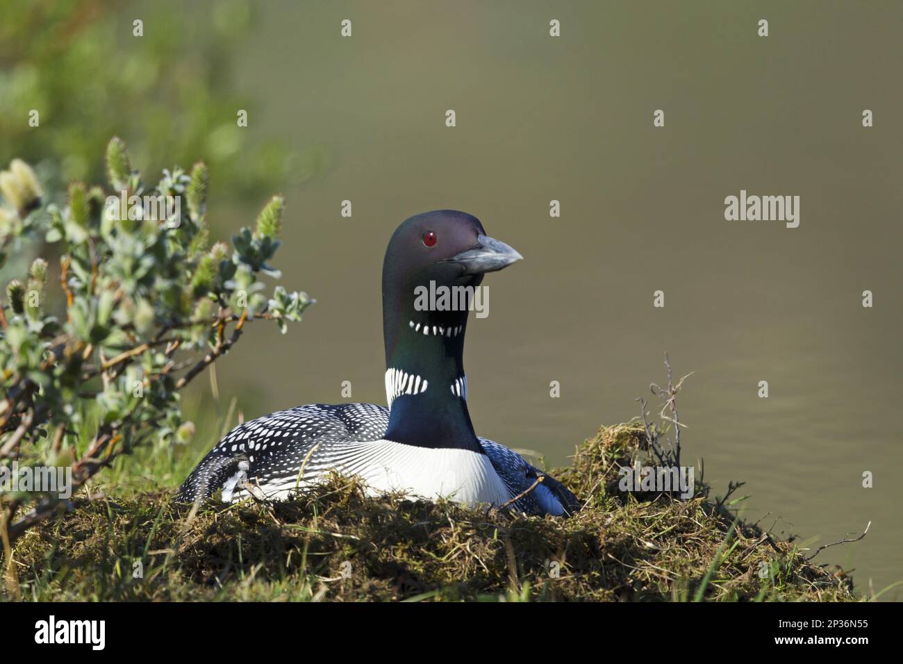 Great Northern great northern loon (Gavia immer) adult, breeding plumage, sitting on nest at water's edge, Iceland Stock Photo