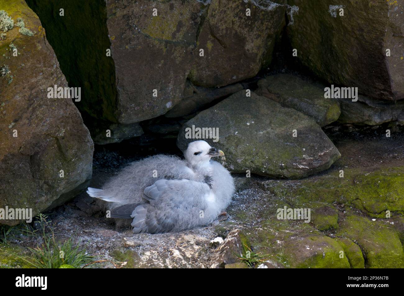 Northern fulmar, northern fulmars (Fulmarus glacialis), tubenosed
