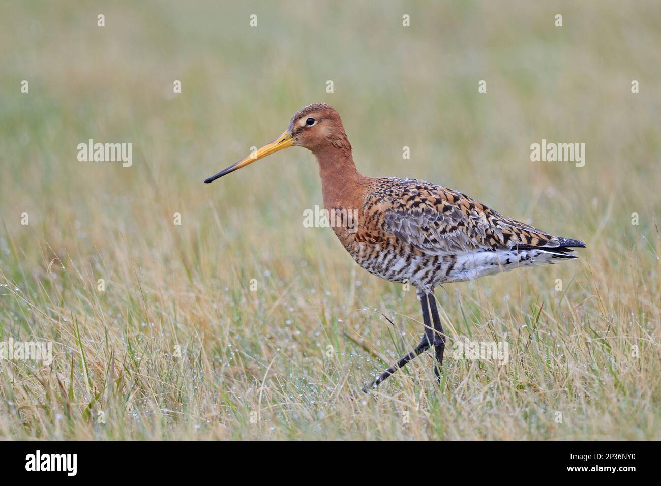 icelandic-black-tailed-godwit-limosa-limosa-islandica-adult-breeding