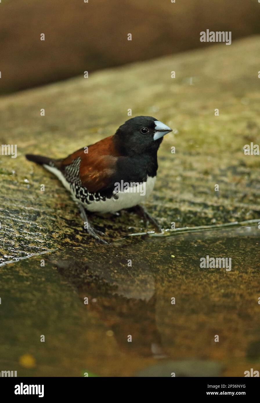 Bronze male, finches, songbirds, animals, birds, Red-backed Mannikin (Lonchura nigriceps) adult, drinking from pool, Dlinza Forest, Eshowe, Zululand Stock Photo
