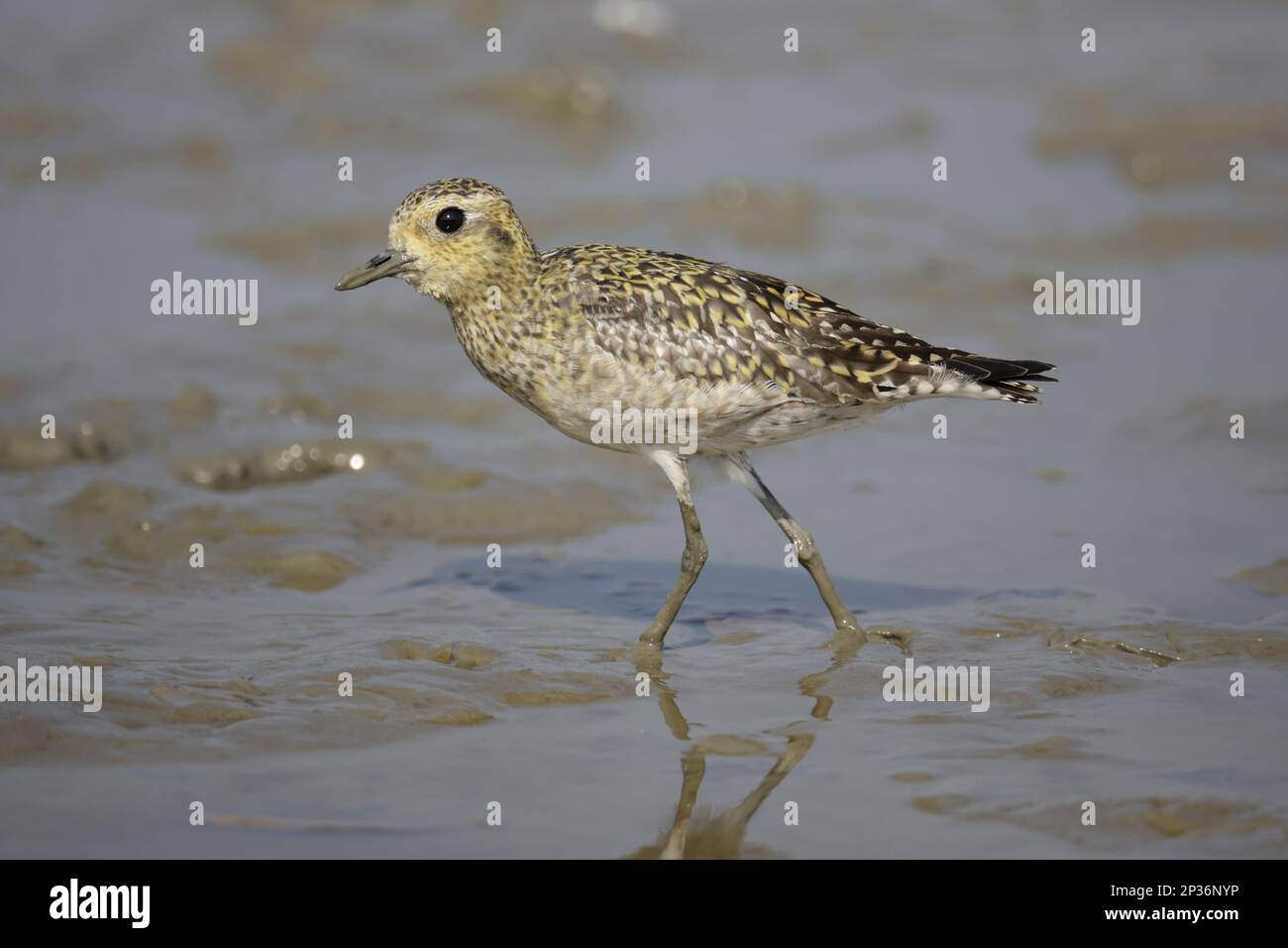 Pacific golden plover (Pluvialis fulva), Tundra Golden Plover, Pacific