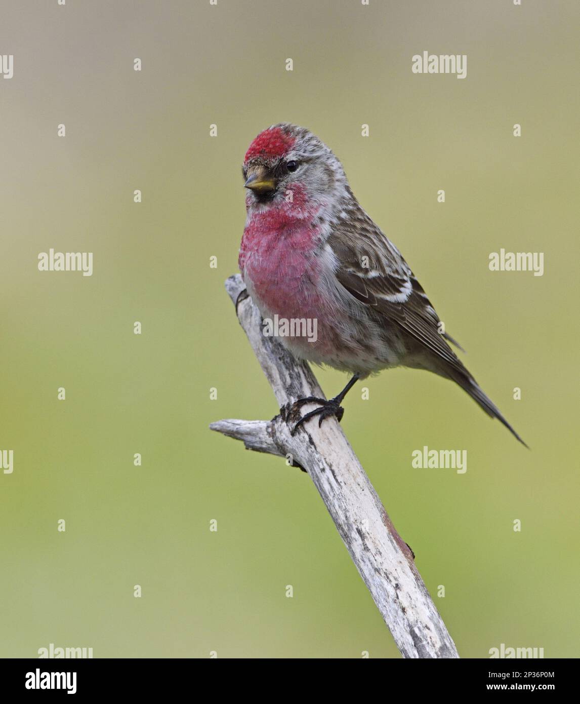 Common Redpoll (Carduelis flammea), Common Redpoll Songbirds, Animals, Birds, Finches, Common Redpoll adult male, perched on twig, Norway Stock Photo