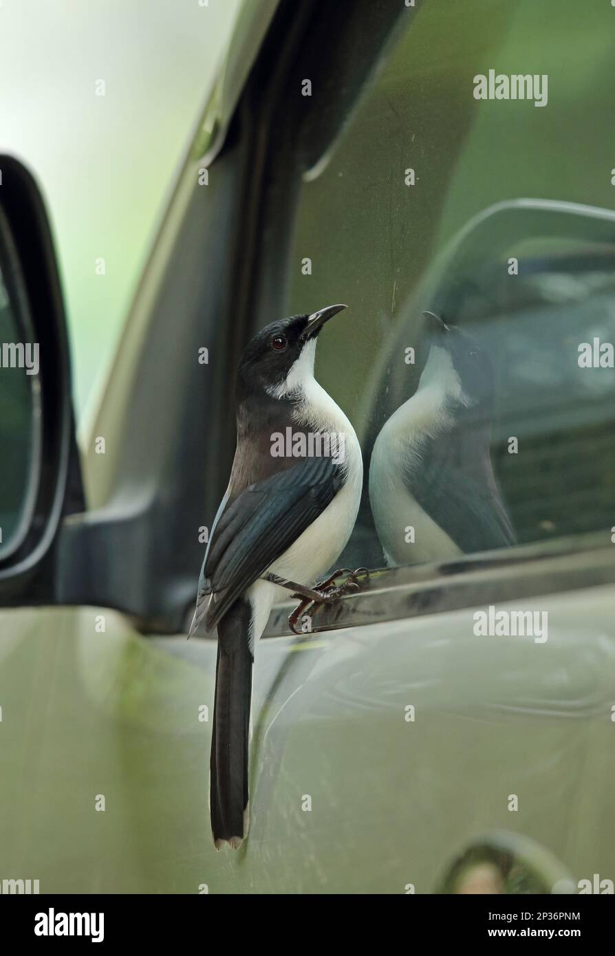 Adult Sibia (Heterophasia melanoleuca radcliffei) with dark back, examines reflection in car window, Doi Lang, Doi Pha Hom Pok N. P. Chiang Mai Stock Photo