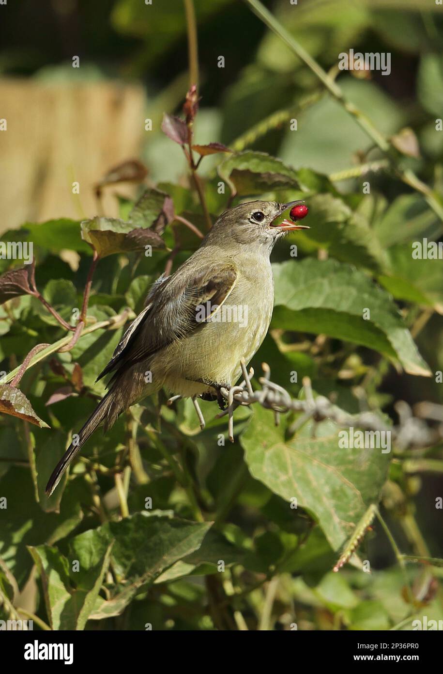 Yellow-bellied Elaenia (Elaenia flavogaster flavogaster) adult, feeding, tossing up and catching fruit in its beak, perched on barbed wire, Atlantic Stock Photo
