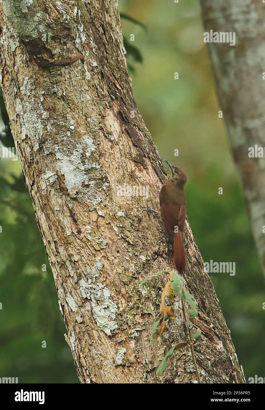 Plain brown forest treecreeper (Dendrocincincla fuliginosa ridgwayi) adult, clinging to tree trunk, Darien, Panama Stock Photo
