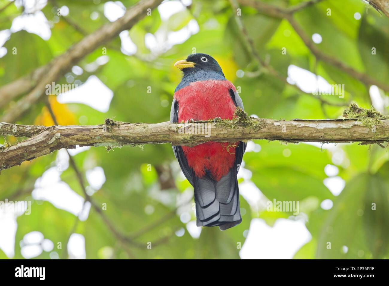 Choco Trogon (Trogon comptus), adult male, sitting on a branch in
