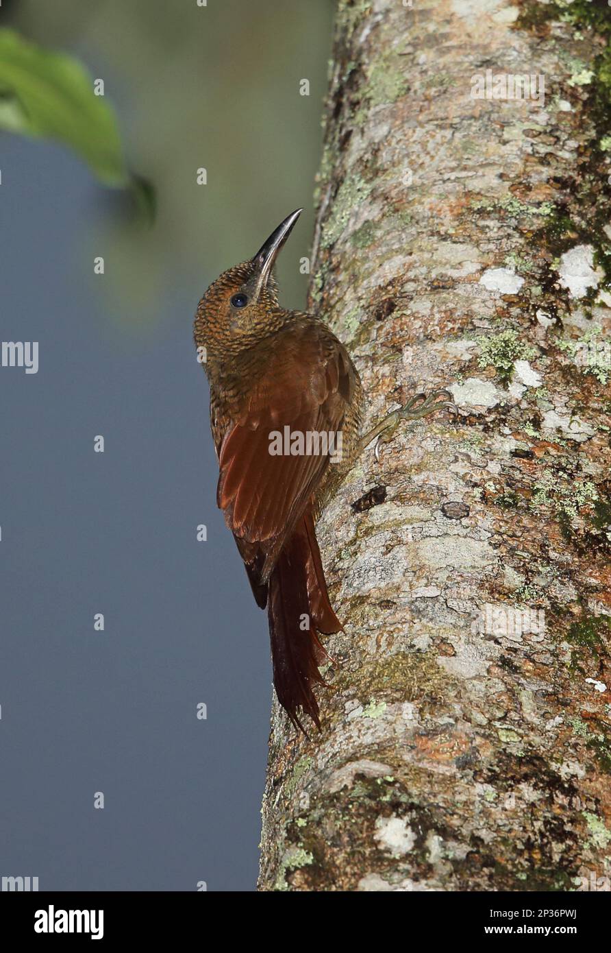 Northern Barred-woodcreeper (Dendrocolaptes sanctithomae sanctithomae) adult, clinging to tree trunk, Panacam, Honduras Stock Photo