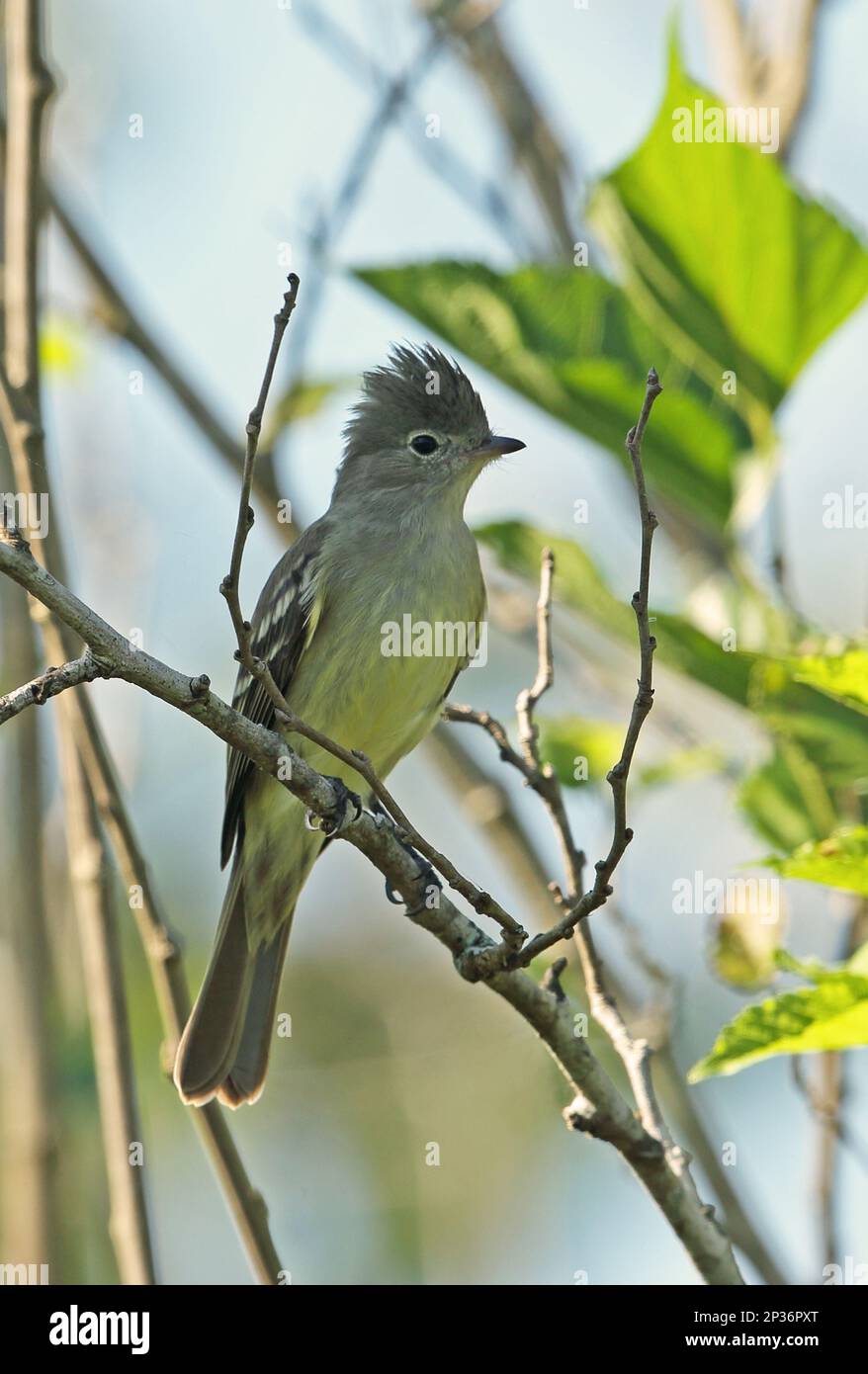 Yellow-bellied Elaenia (Elaenia flavogaster flavogaster) adult, with crest raised, sitting on a branch, Atlantic rainforest, Rio de Janeiro State Stock Photo