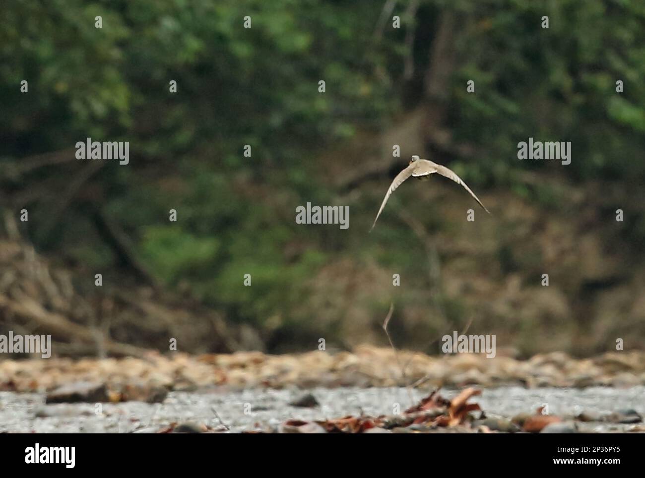 Masked Finfoot (Heliopais personatus) adult male, in flight over river, Tahan River, Taman Negara N. P. Titiwangsa Mountains, Malay Peninsula Stock Photo
