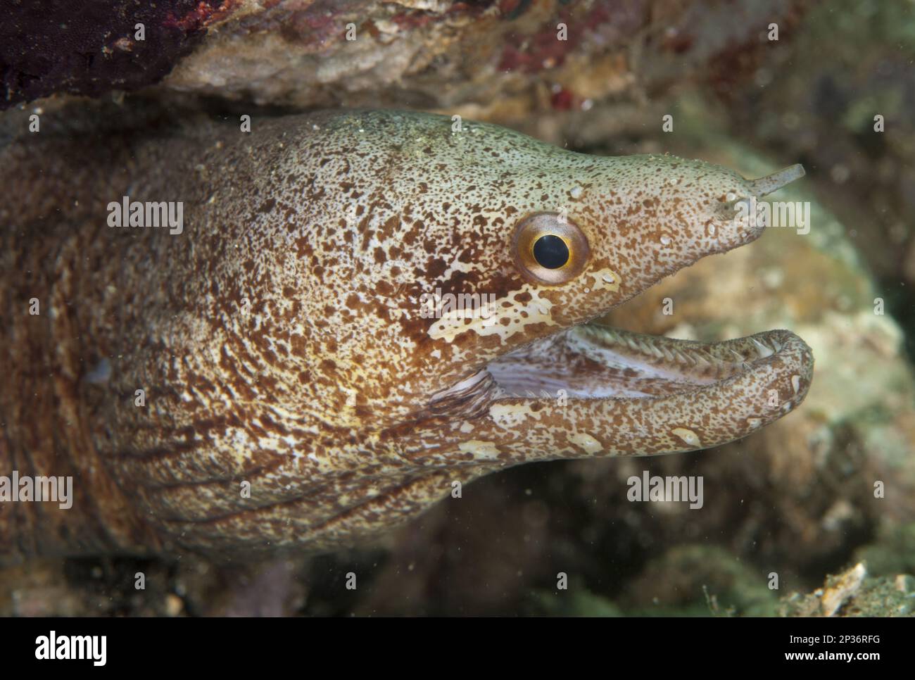 Fin moray (Gymnothorax zonipectus) adult, close-up of head, with open mouth, Ambon Island, Maluku Islands, Lake Banda, Indonesia Stock Photo