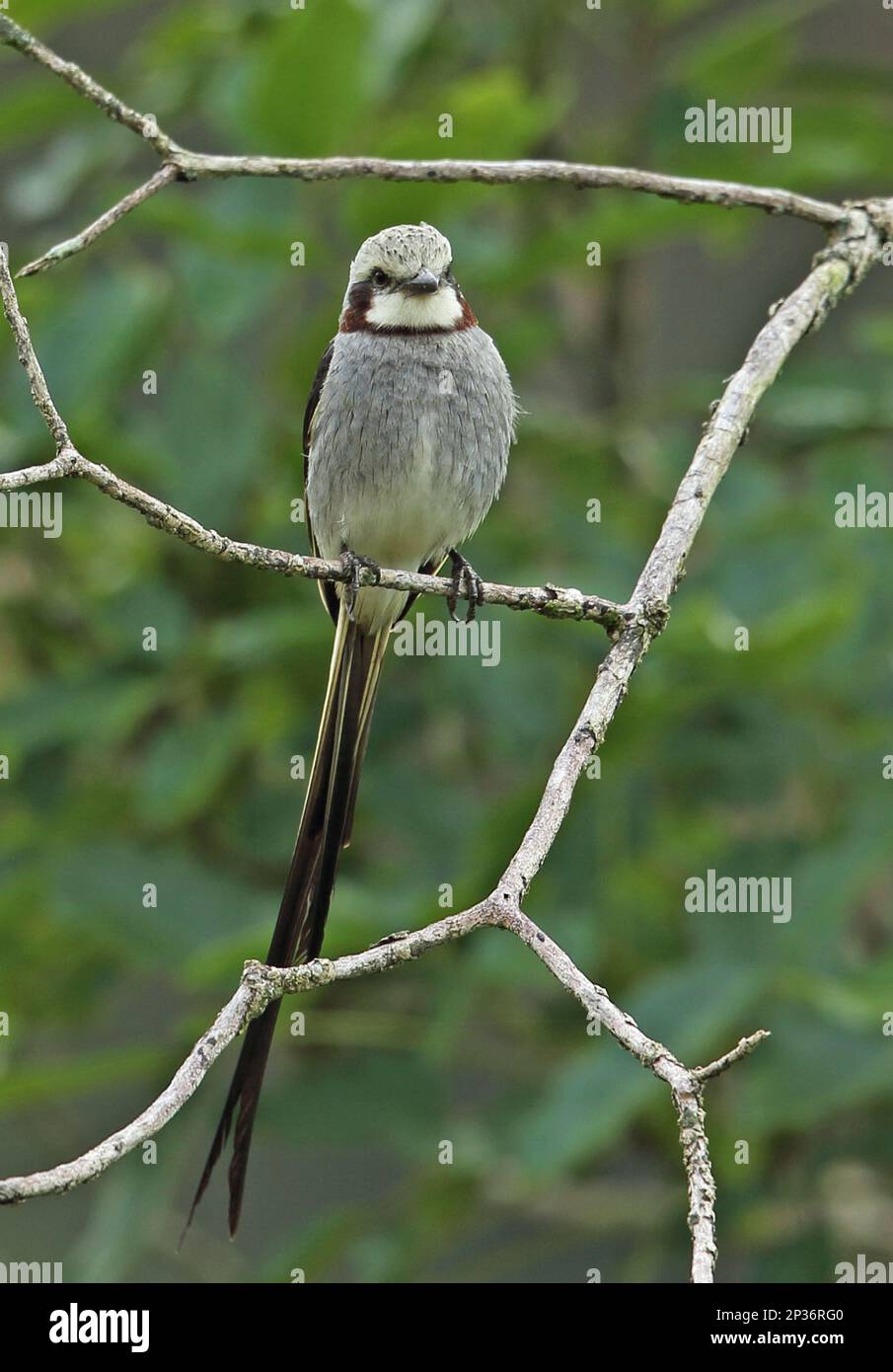 Fan-tailed Tyrant (Gubernetes yetapa) adult, sitting on a branch, Atlantic Rainforest, State of Rio de Janeiro, Brazil Stock Photo