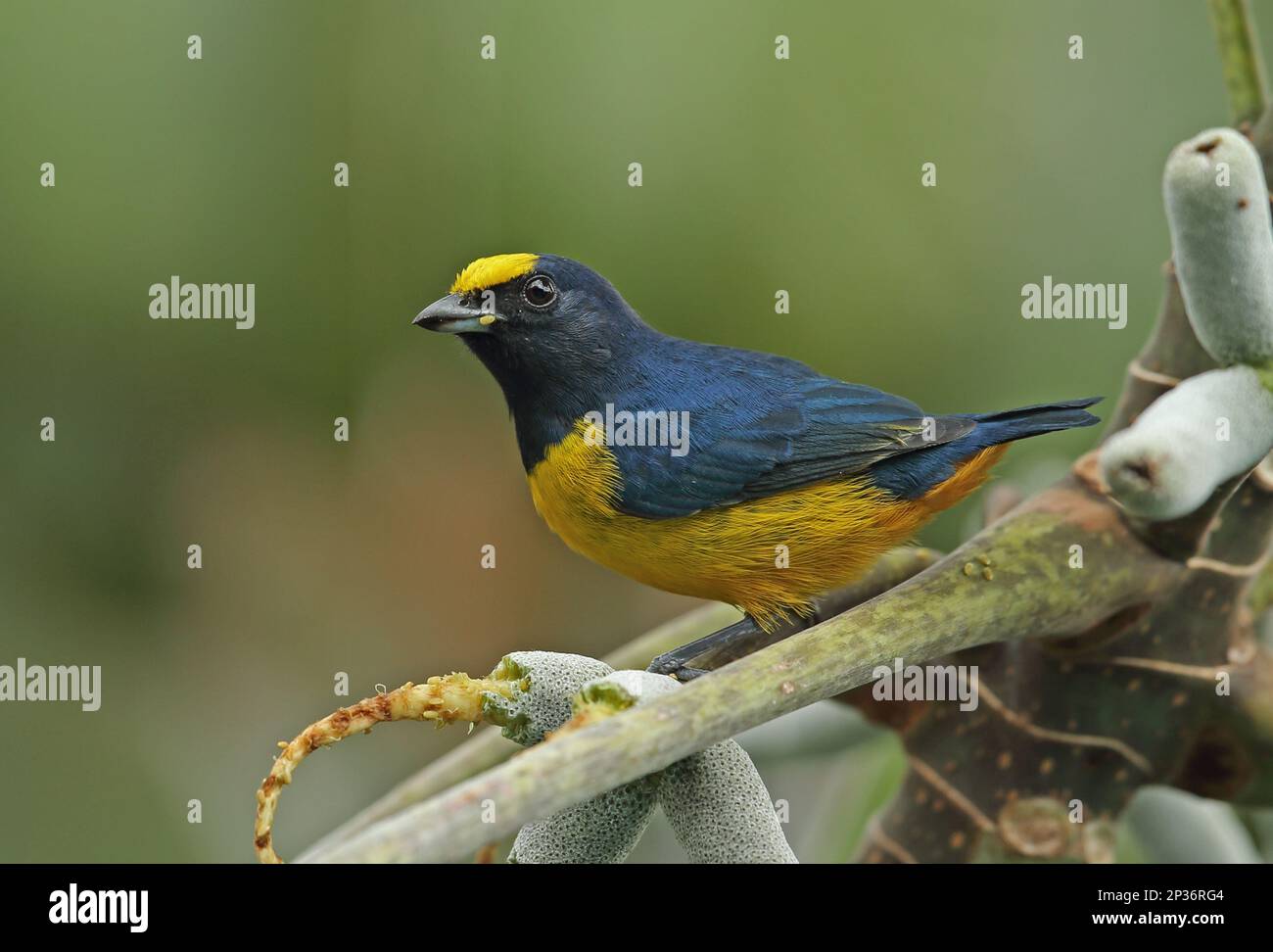 Fulvous-vented Euphonia (euphonia Fulvicrissa Fulvicrissa), Adult Male 