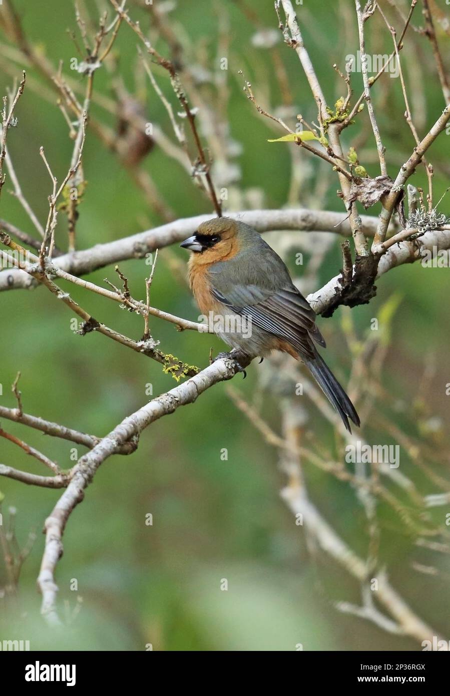 Cinnamon tanager (Schistochlamys ruficapillus ruficapillus) adult, sitting on a branch, Atlantic rainforest, Brazil Stock Photo