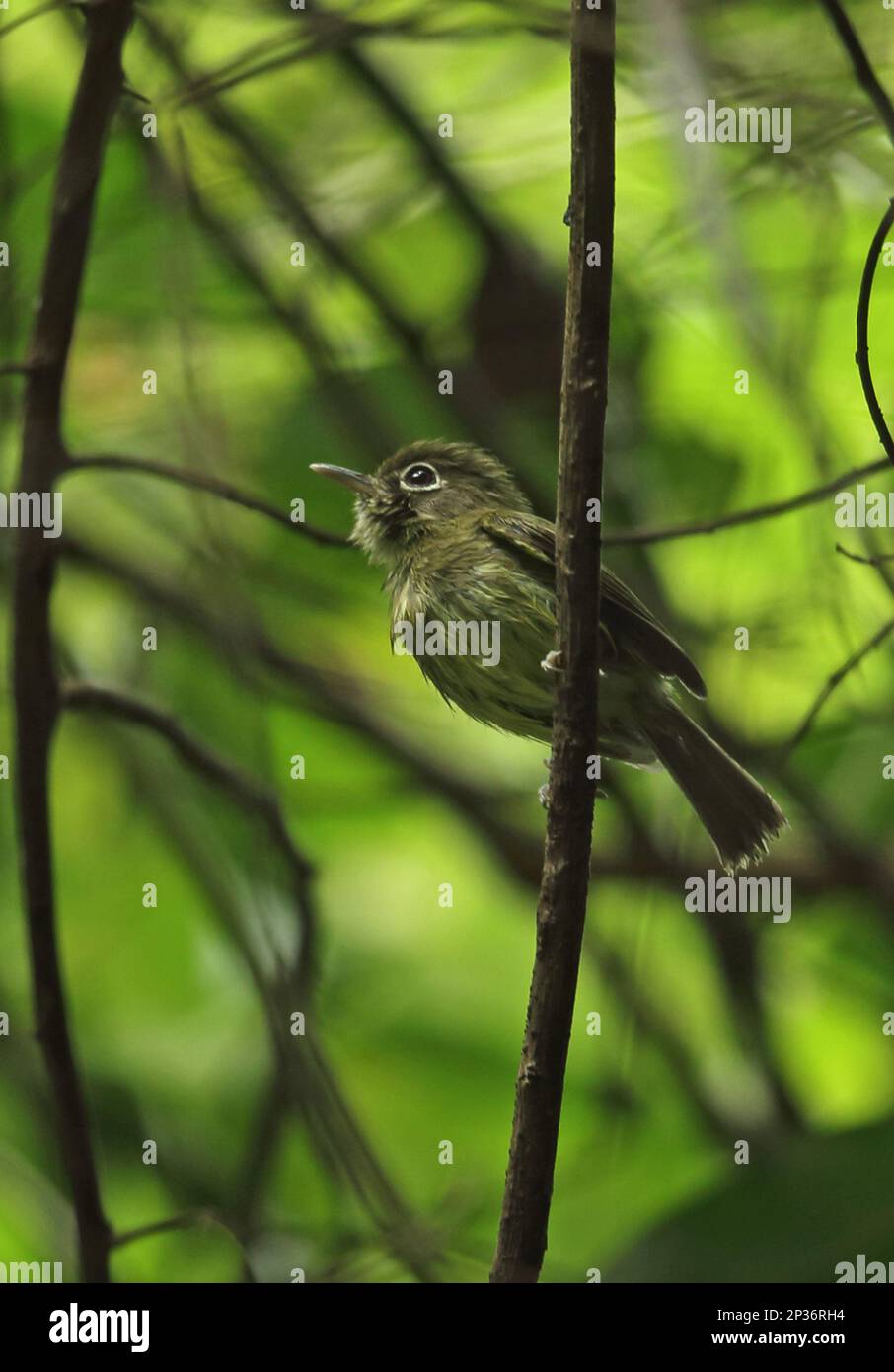 Eye-ringed infant (Hemitriccus orbitatus) adult, with wet plumage after rains, sitting on a branch, Atlantic rainforest, Reserva Ecologica de Guapi Stock Photo