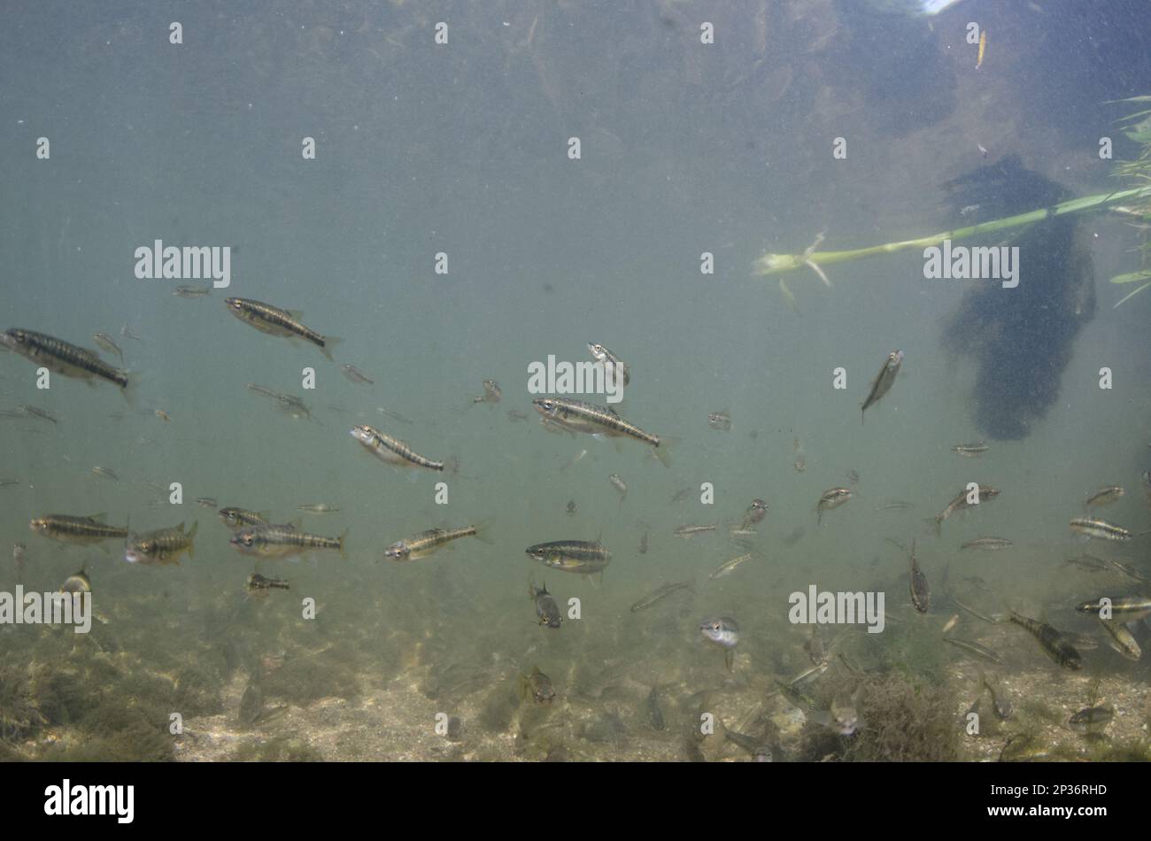 Common Minnow (Phoxinus phoxinus) shoal, swimming in river habitat