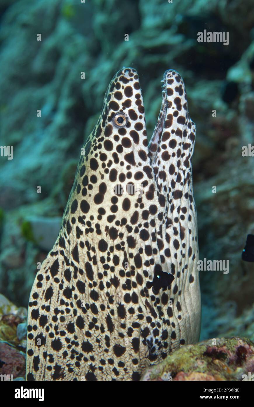 Laced moray (Gymnothorax favagineus) adult, close-up of head, with open mouth, with three-spotted moray threespot dascyllus (Dascyllus trimaculatus) Stock Photo