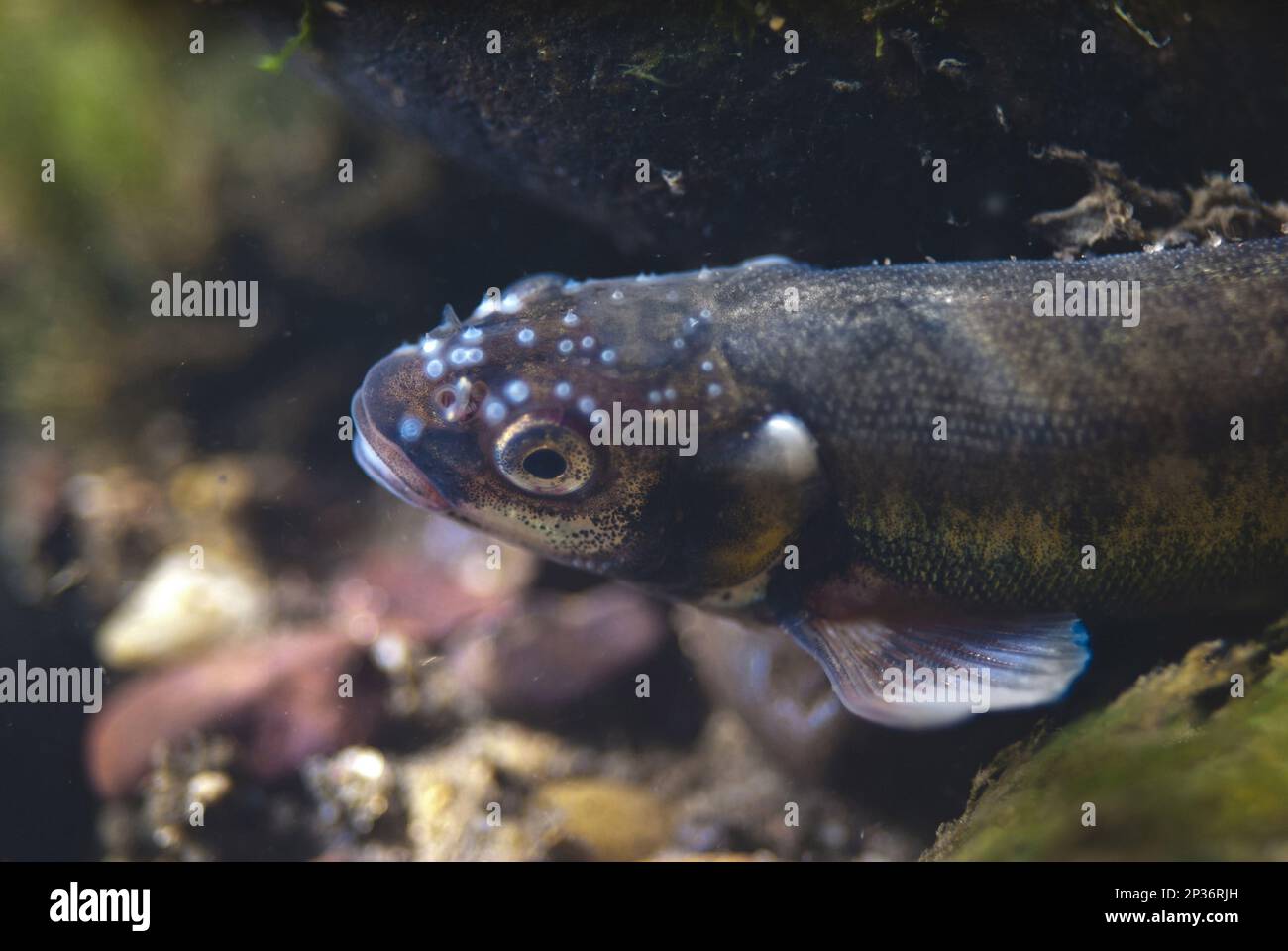 Common Minnow (Phoxinus phoxinus) adult male, in breeding colours, close-up of head with tubercles, River Witham, Lincolnshire, England, United Stock Photo