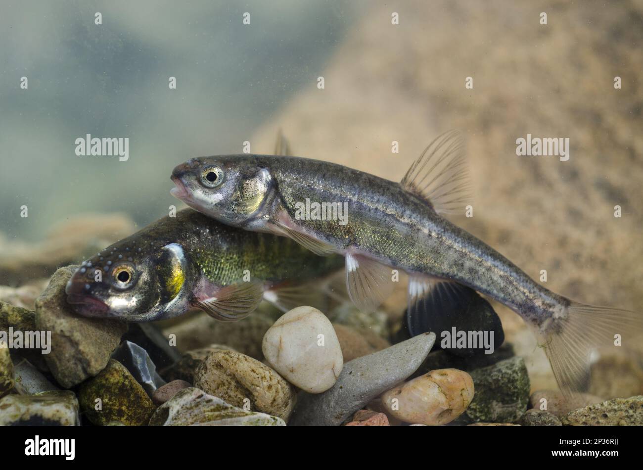 Common Minnow (Phoxinus phoxinus) adult pair, male in breeding colours with tubercles on head, in tank, Nottingham, Nottinghamshire, England, United Stock Photo