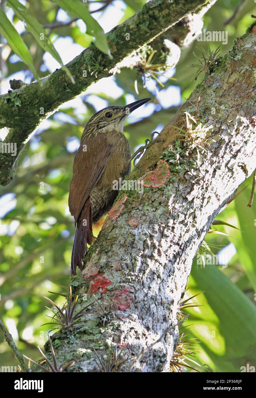 Planalto treecreeper (Dendrocolaptes platyrostris platyrostris) adult, attached to tree trunk, Atlantic rainforest, Rio de Janeiro State, Brazil Stock Photo