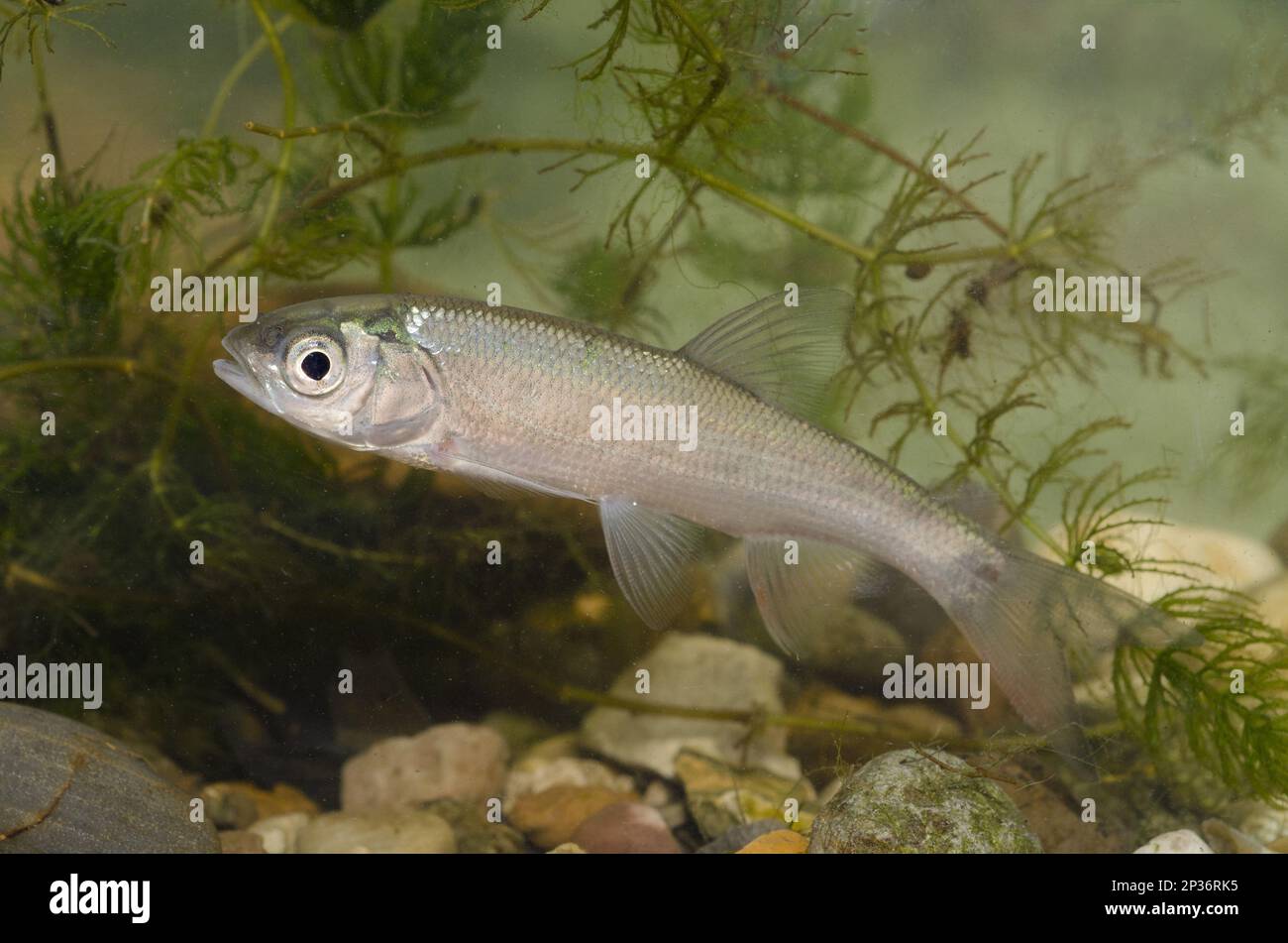 Ide fish hi-res stock photography and images - Alamy