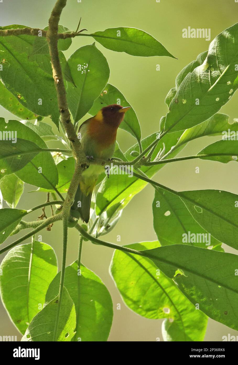 Redheaded Tanager (Hemithraupis ruficapilla ruficapilla), adult male