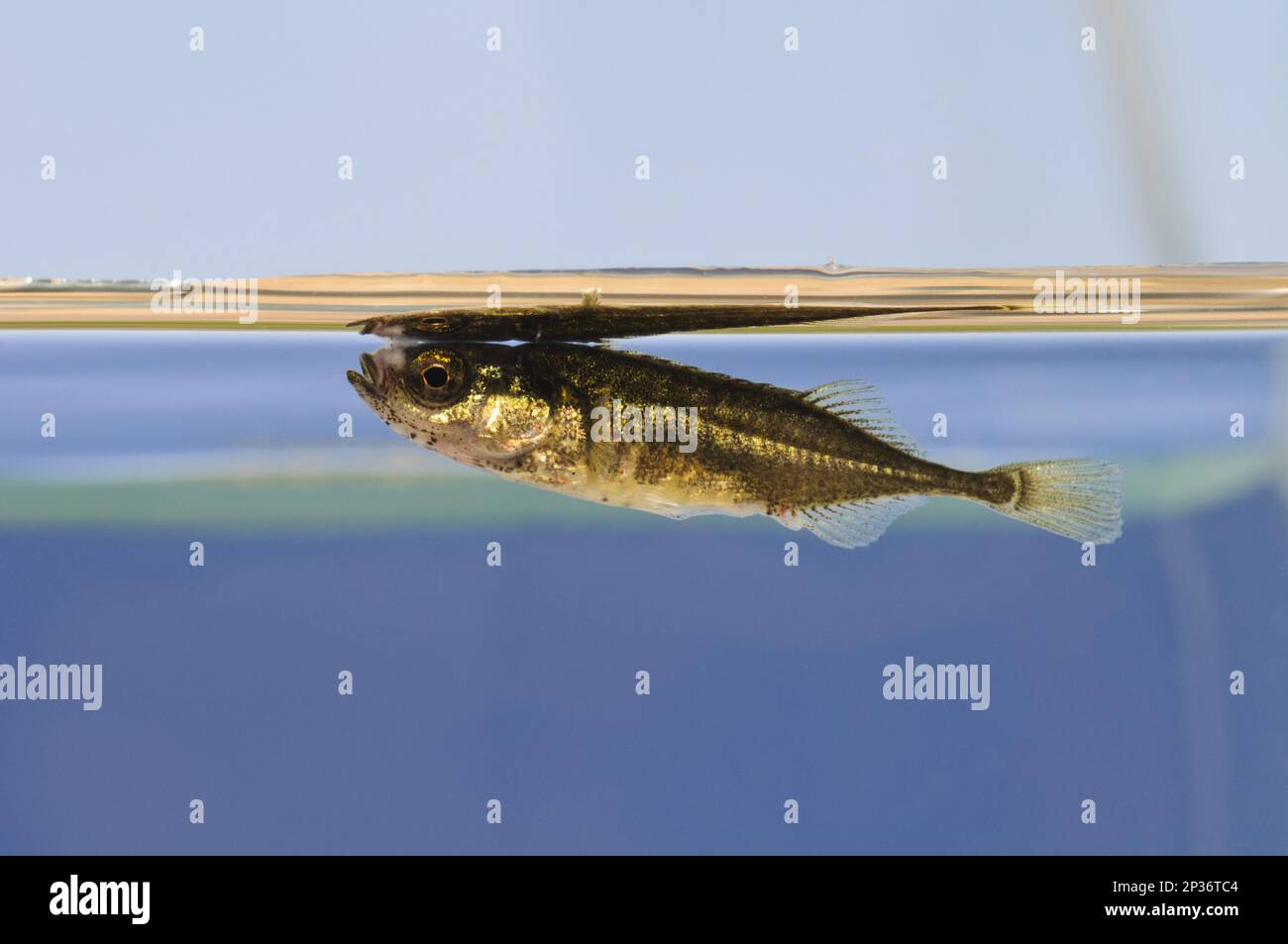 Nine-spined ninespine stickleback (Pungitius pungitius), adult, swimming just below the water surface, Crossness Nature Reserve, Bexley, Kent Stock Photo