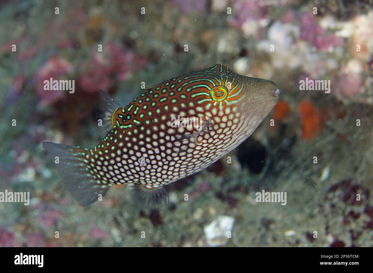Net-spotted pufferfish, Net-spotted pufferfish, Other animals, Fish, Animals, Pufferfish, Green-spotted Toby (Canthigaster janthinoptera) adult Stock Photo