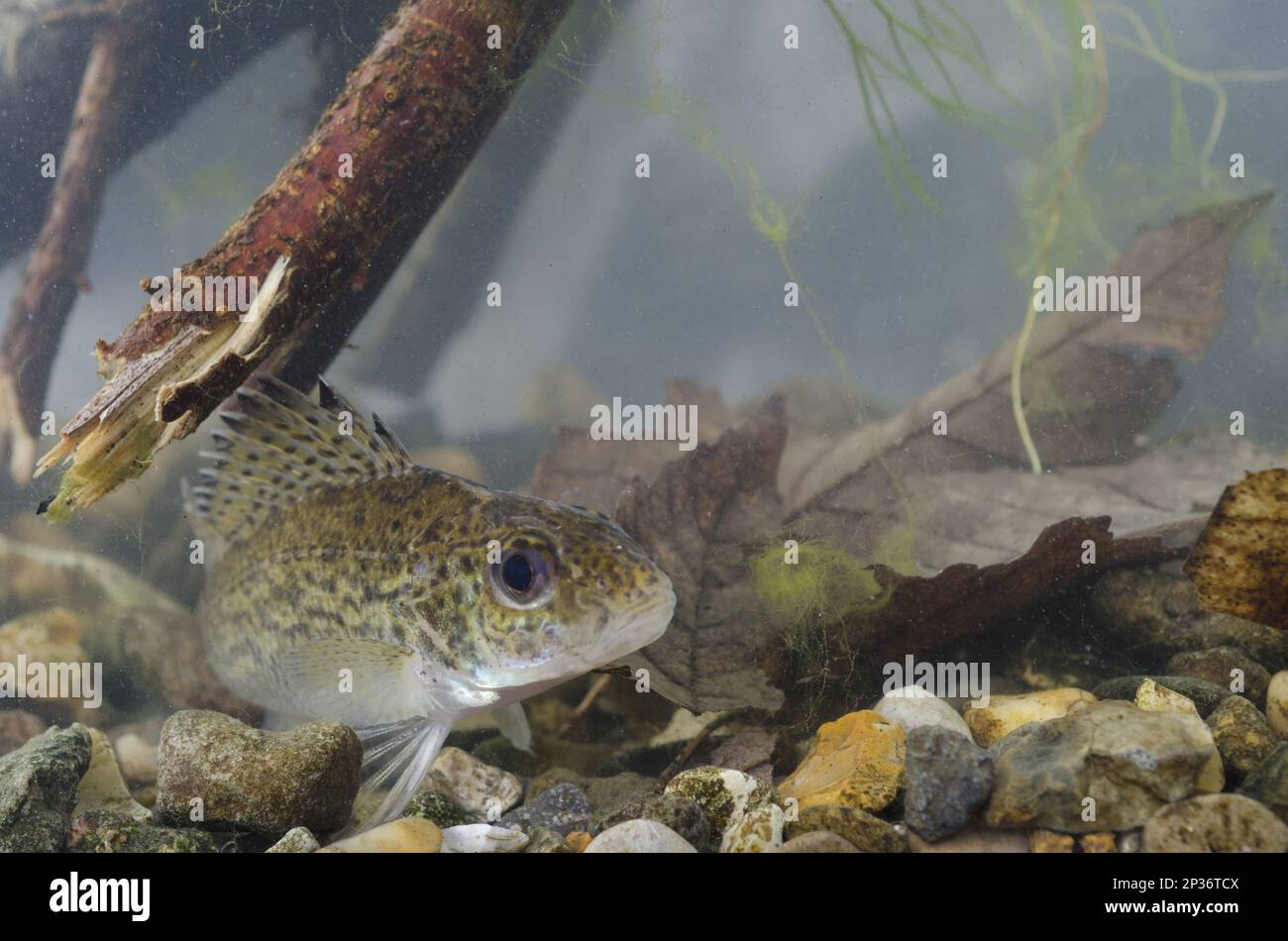 Eurasian ruffe hi-res stock photography and images - Alamy