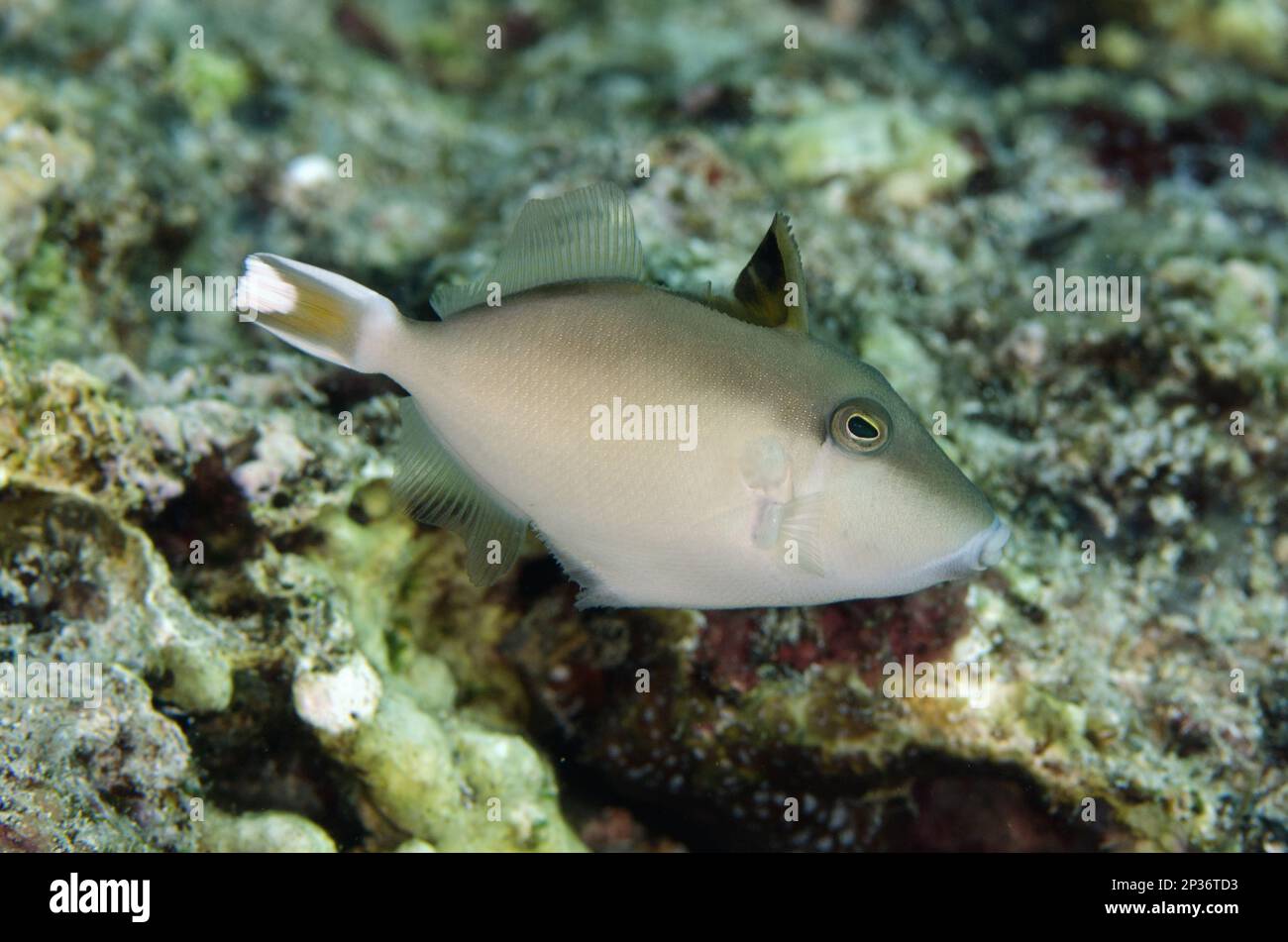 Flagtail triggerfish (Sufflamen chrysopterum) juvenile, swimming, Tanjung Mamau, Wetar Island, Barat Daya Islands, Lesser Sunda Islands, Indonesia Stock Photo