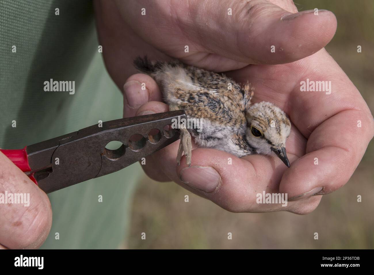 Little ringed plover chick, about one week old, fitted with a BTO bird ...