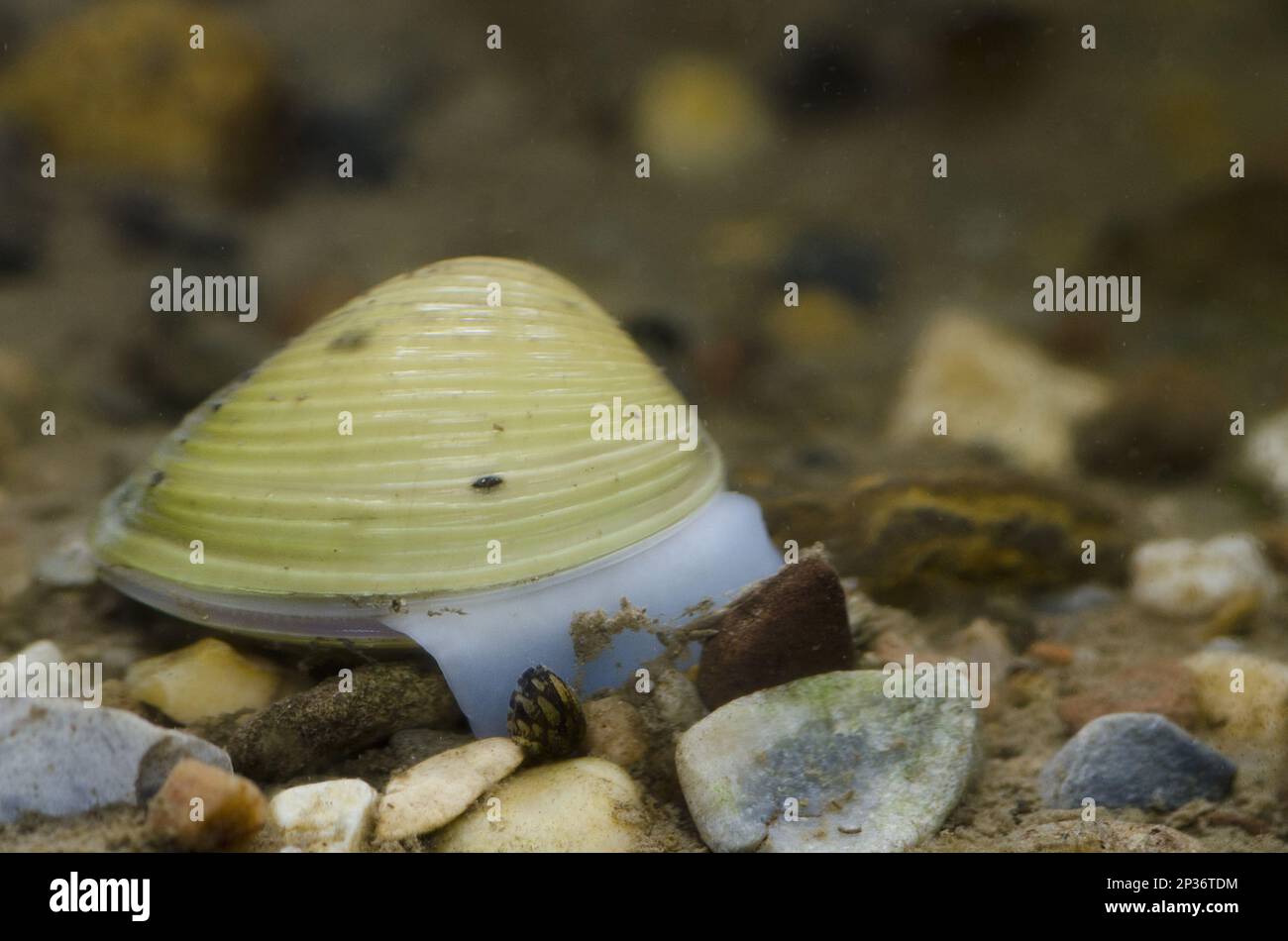 Asiatic Clam (Corbicula fluminea) introduced species, adult, Trent and Mersey Canal, Staffordshire, England, United Kingdom Stock Photo