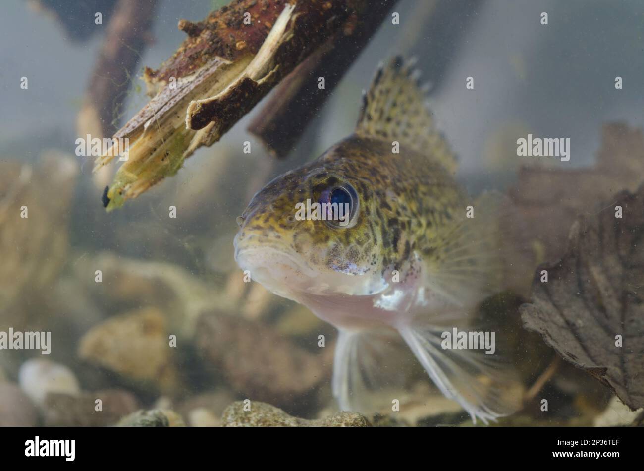 Eurasian ruffe hi-res stock photography and images - Alamy